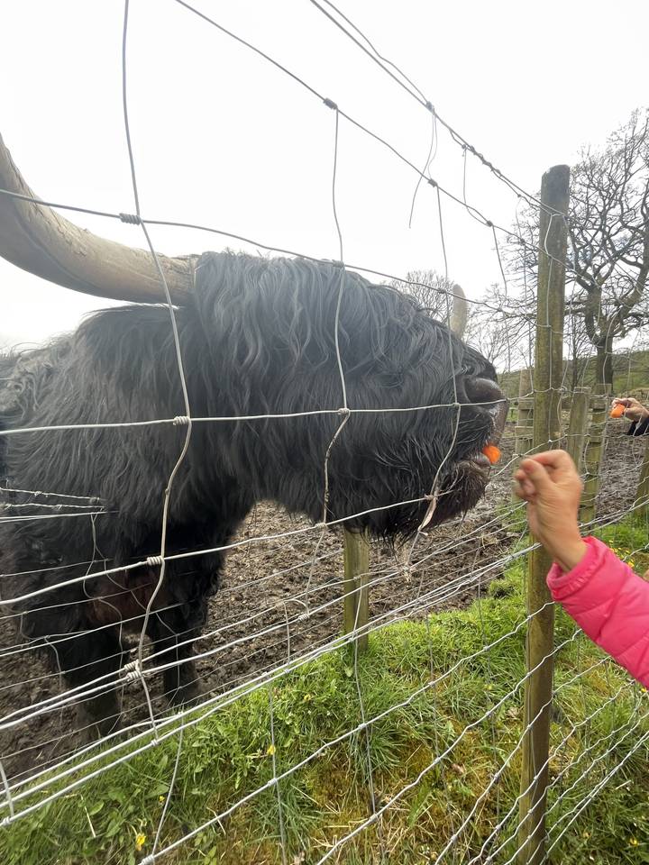 Close-up of a highland cow being fed.