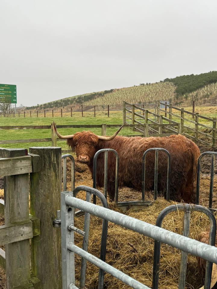 Highland cow eating hay from a feeding station within a fenced area.