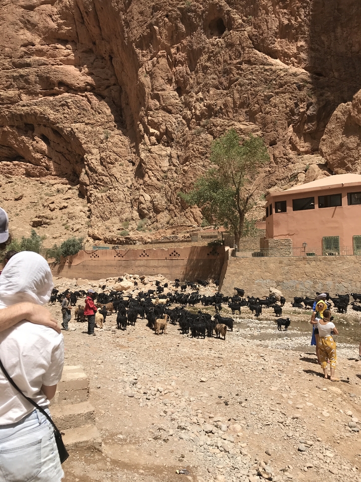 A herd of goats and people in a valley with jagged cliffs.