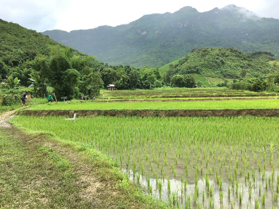 People walking through lush rice paddies in a mountainous area.
