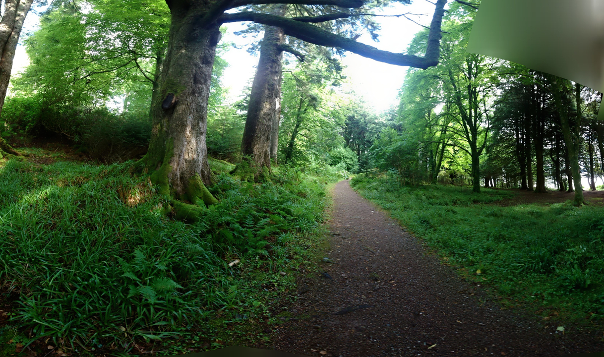 A path through a green woodland area with tall trees.