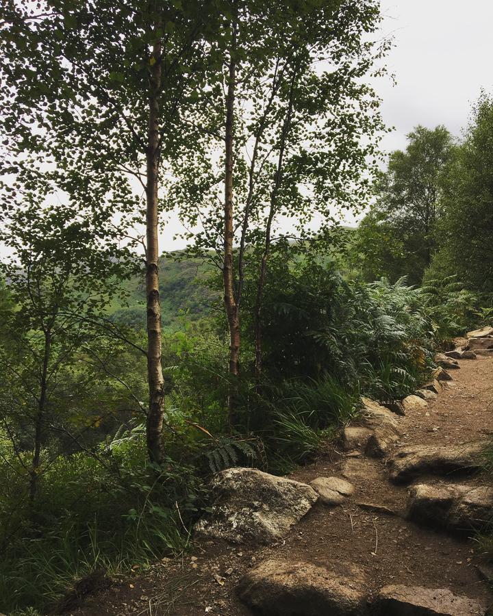 Lush green forest with a small path and trees.