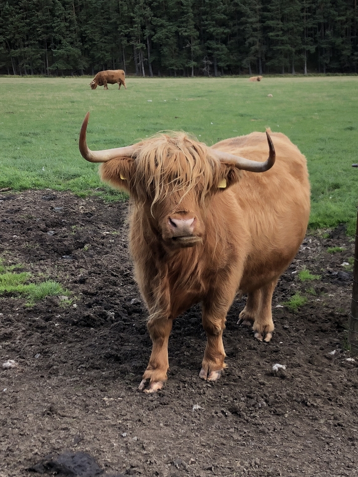 Highland cow with a scruffy coat in a pasture.