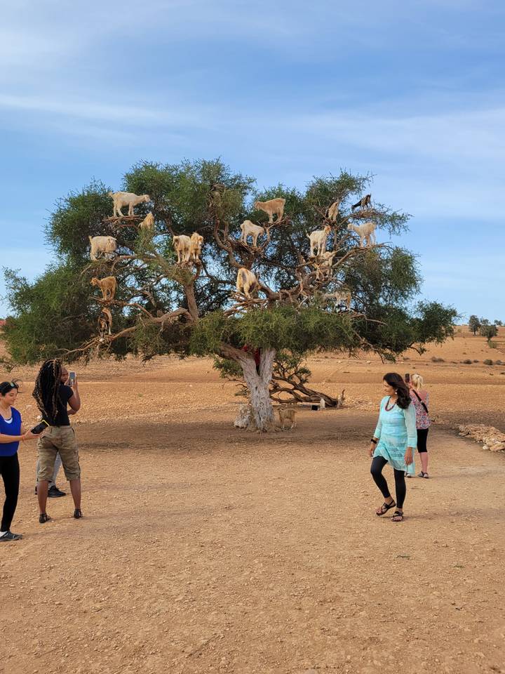 People walking near a tree with goats climbing it.