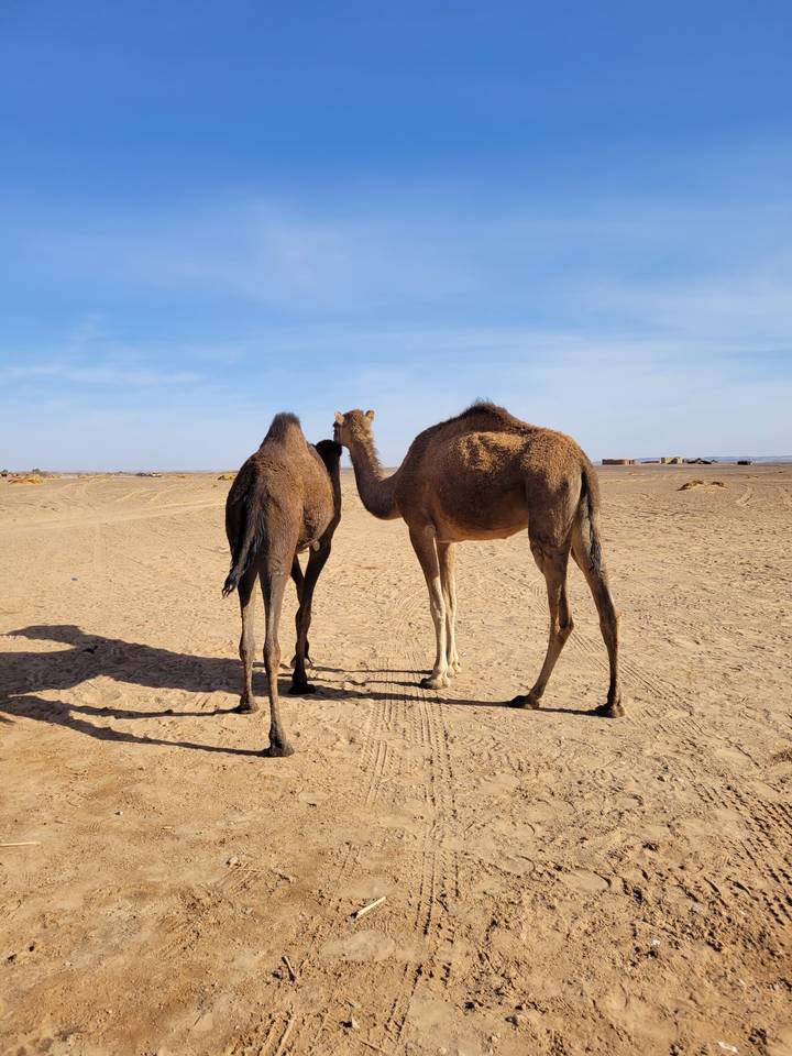 Camels standing in a desert landscape.