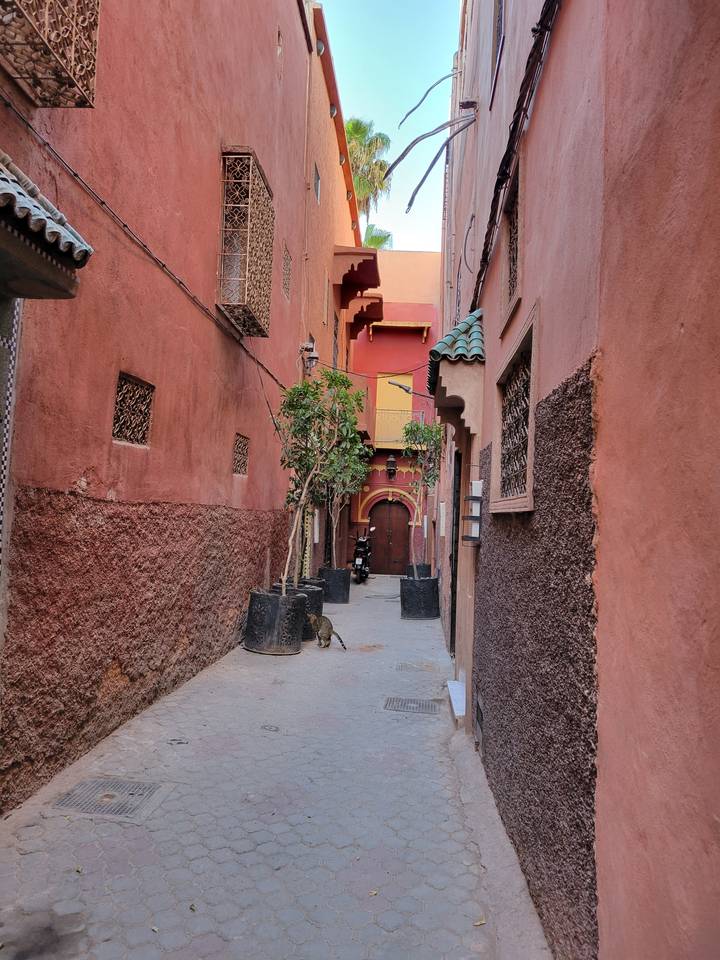 Narrow street with red buildings and a plant in the middle.