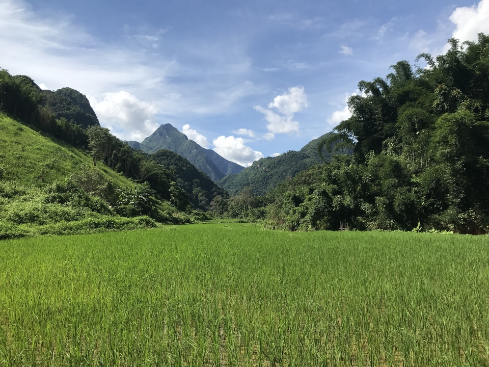 Lush green fields with mountains in the background.