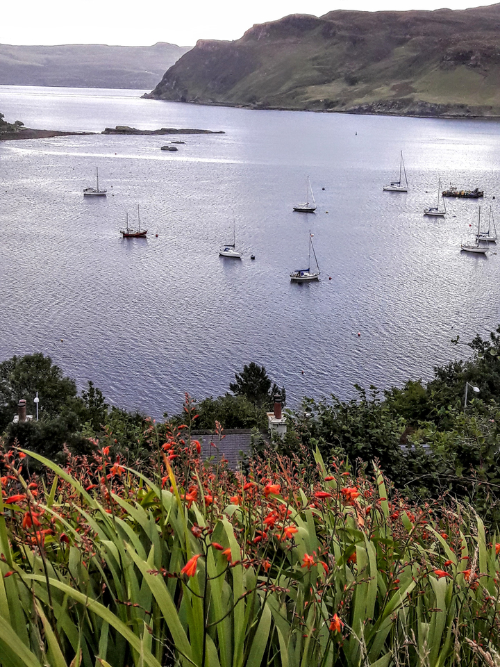 View of sailboats on a body of water with shoreside vegetation.