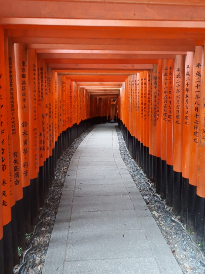 Sentier bordé de torii orange éclatants.