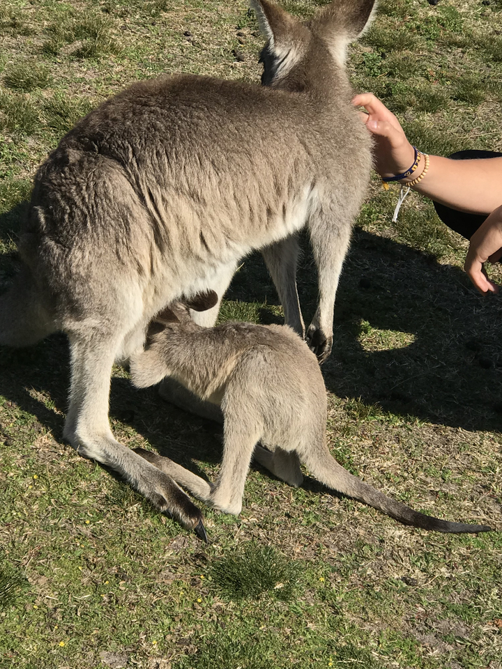 Mother kangaroo and joey in a grassy field.