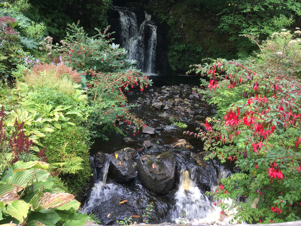 Un petit ruisseau bordé de fleurs et de plantes sur ses rives.