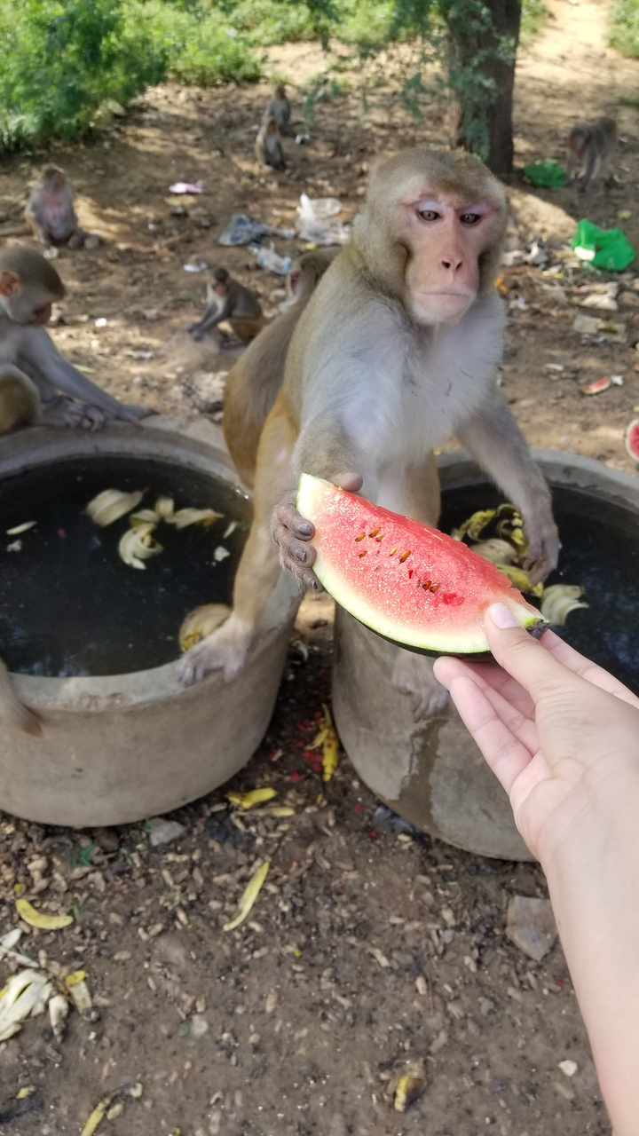 Person feeding a monkey watermelon at a zoo or reserve.