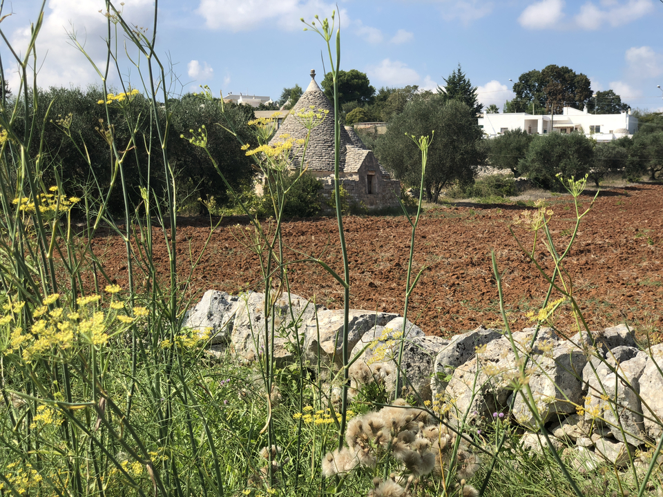 Trullo house beyond a field with wildflowers.