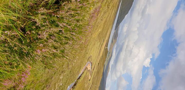 A landscape with a small stream and heather plants.