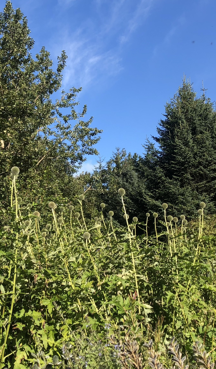 Green plants and trees under clear blue sky.