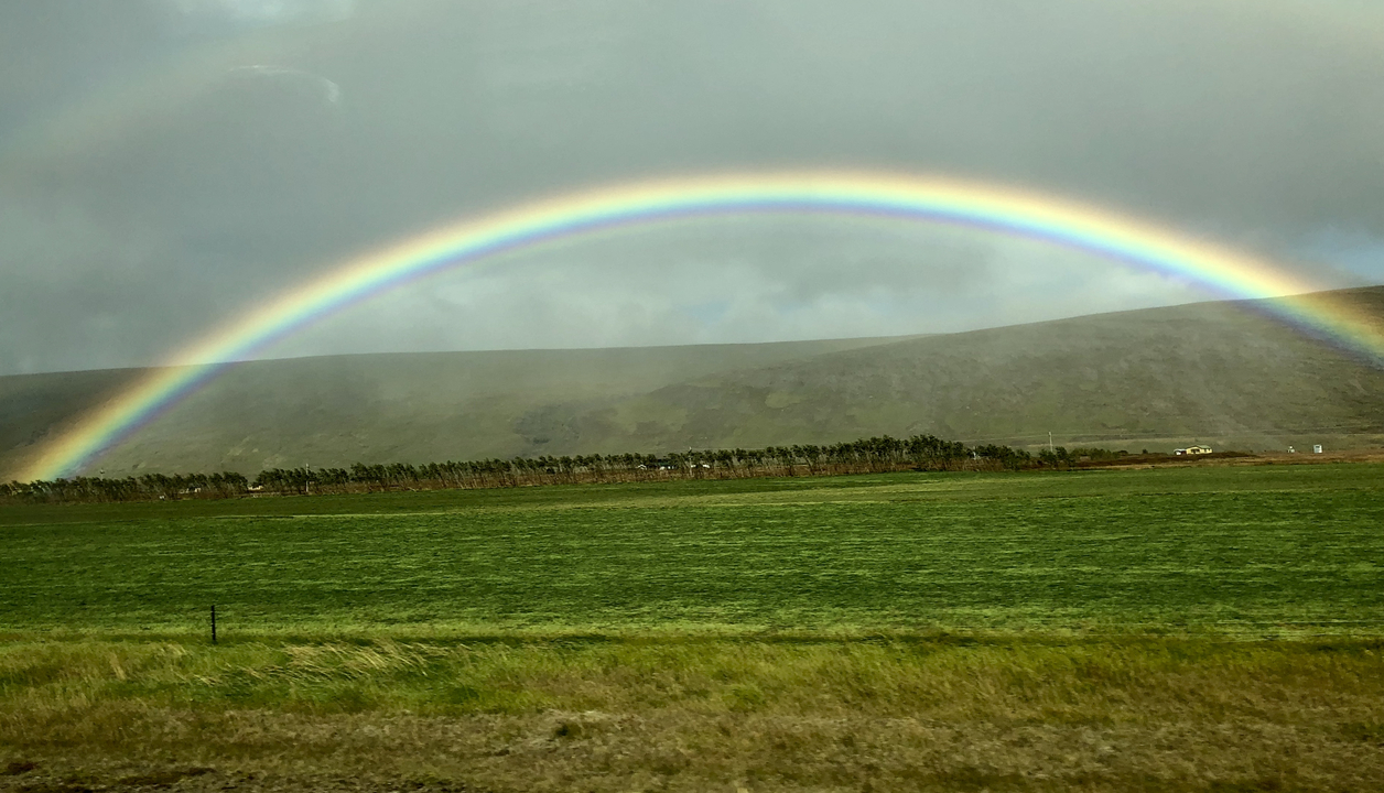 Vibrant rainbow over a green landscape with trees.