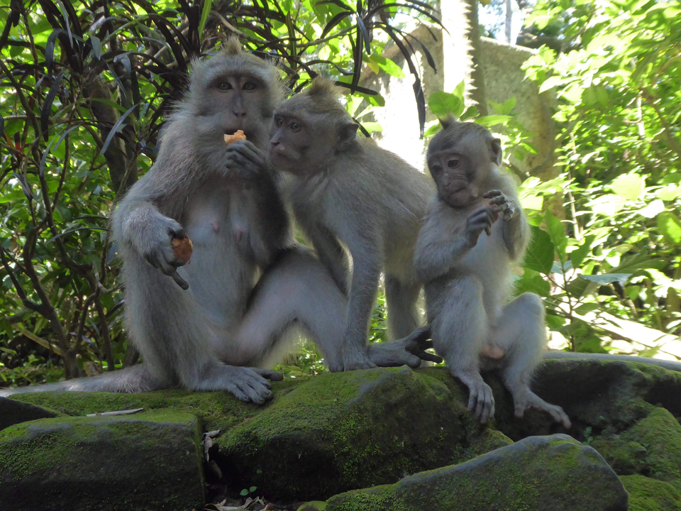 Three monkeys sitting on rocks, eating.