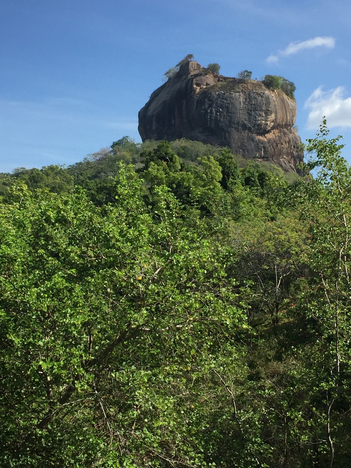Forêt verte avec un affleurement rocheux au loin