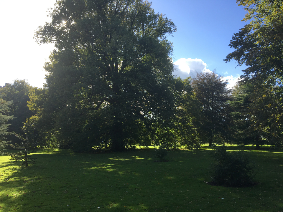 Lush green park with sunlight filtering through trees