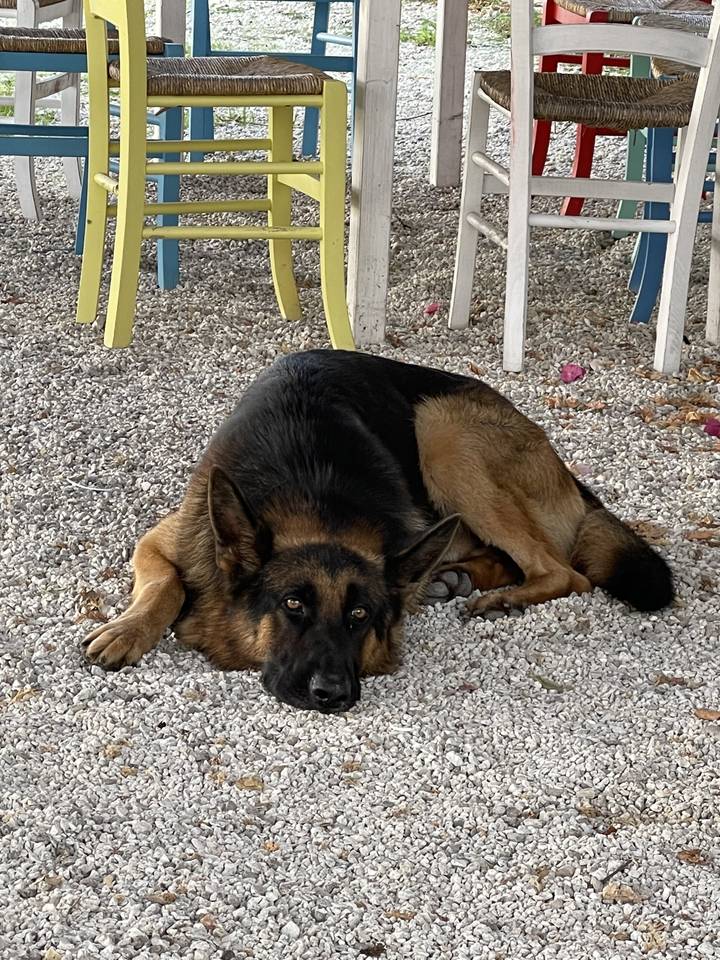 German shepherd dog lying on gravel under a table.