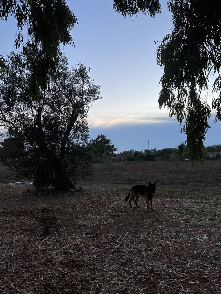 A silhouette of a dog in a field with trees during sunset.