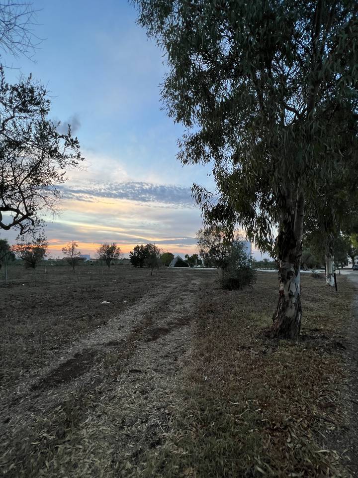 Scenic view of a sunset over fields with trees.