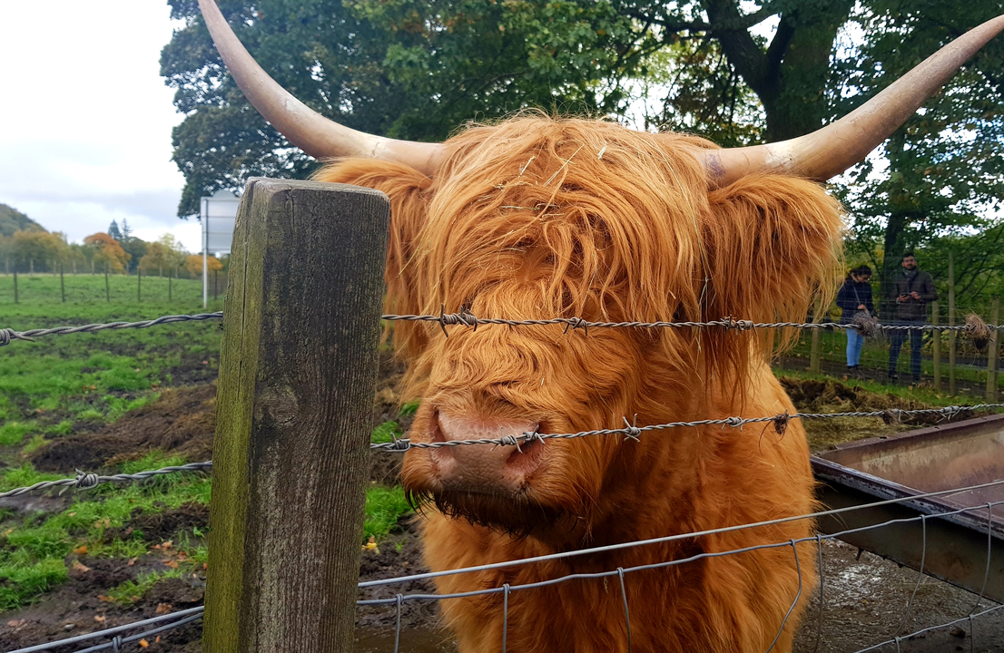 Highland cow close-up behind a fence.