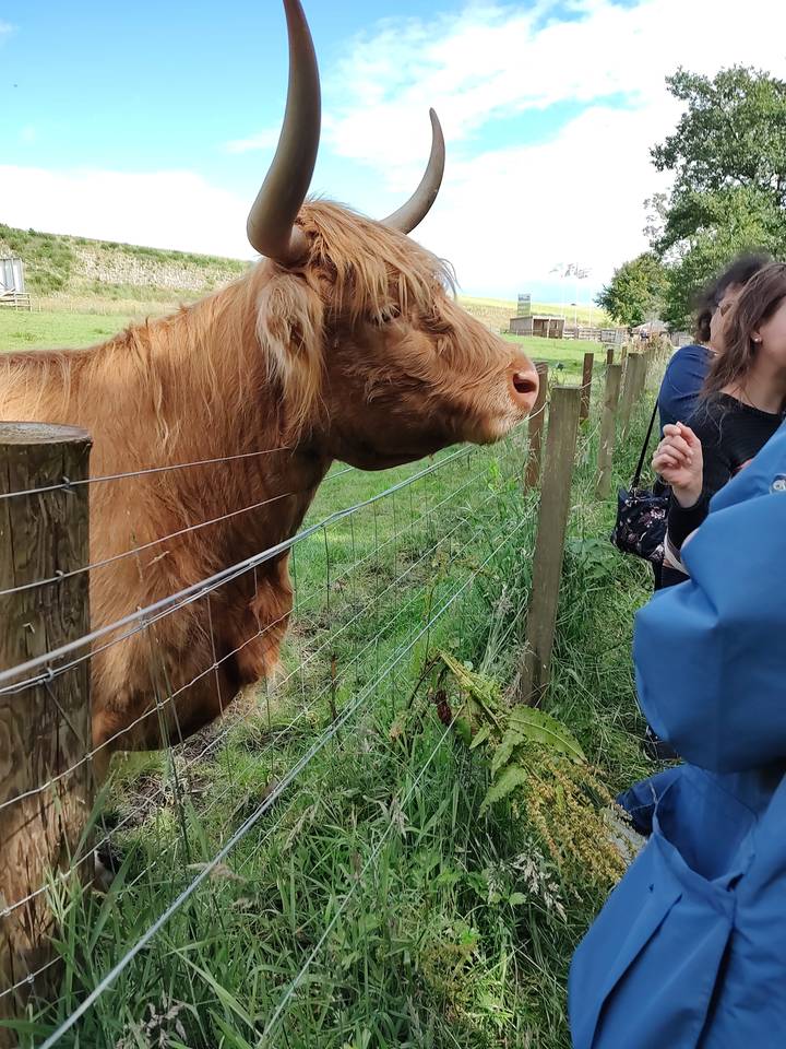 Highland cow grazing near a fence.