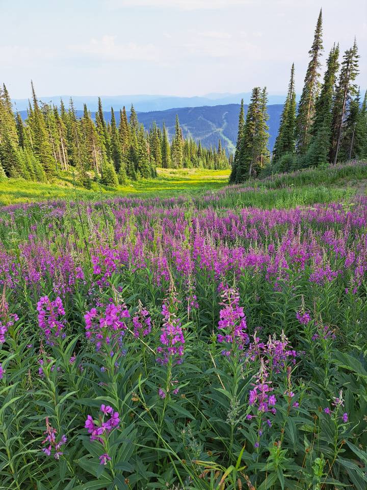 Field of pink flowers with a backdrop of mountains.