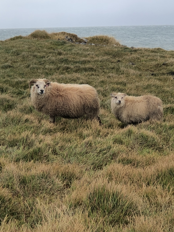 Two fluffy sheep standing on grass.