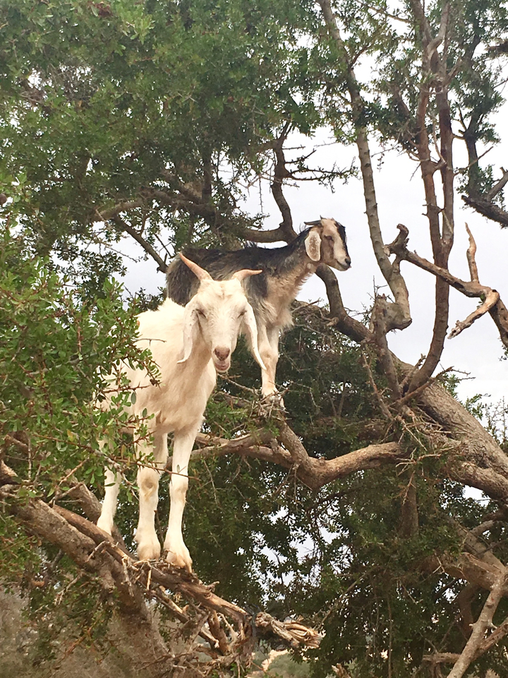 Goats perched on branches of a tree, a peculiar and amusing sight.