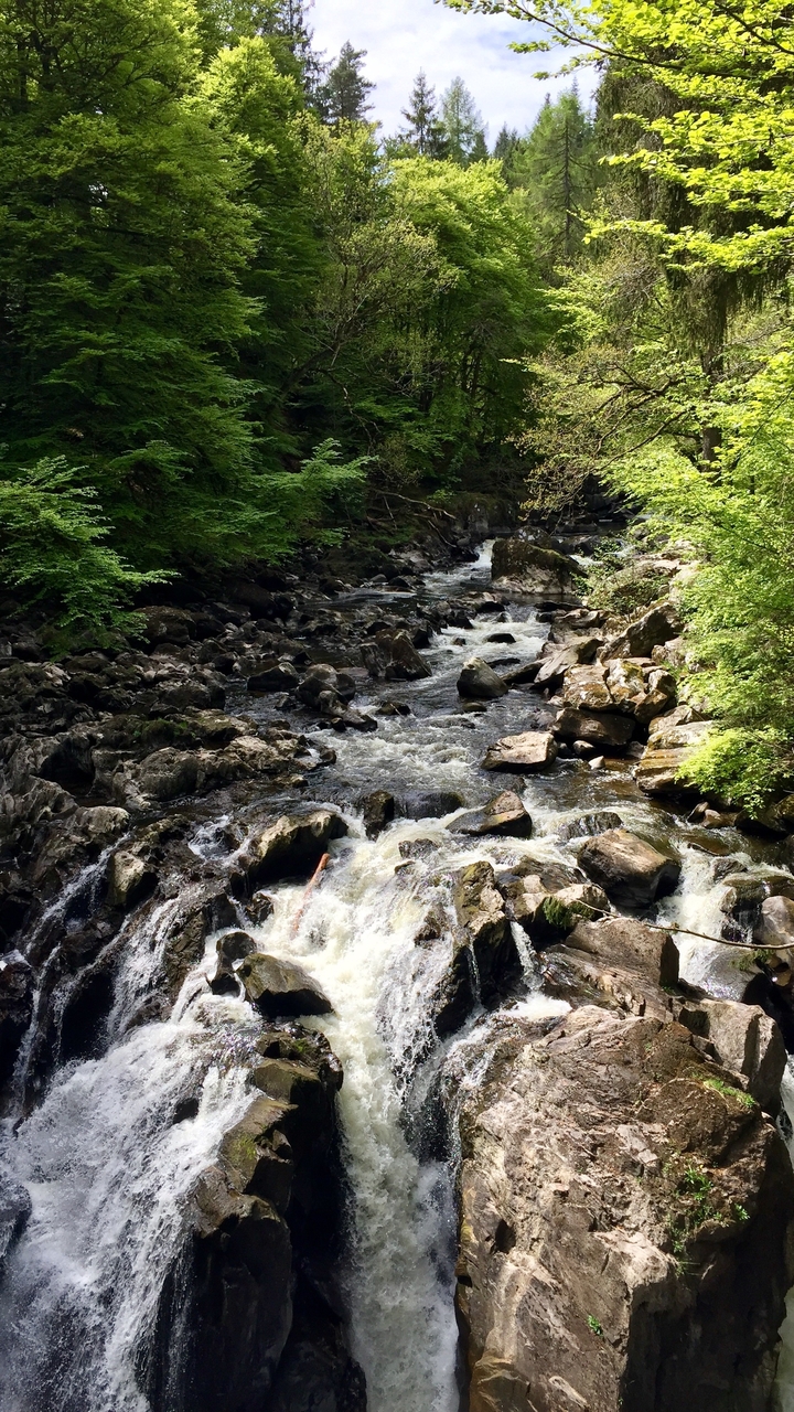 A rocky stream flowing through a lush forest landscape.