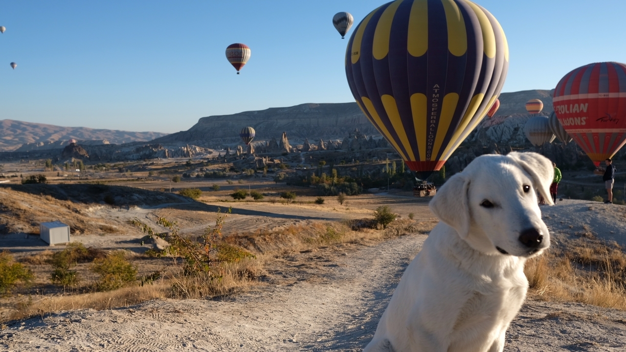 Hot air balloons and a dog with rugged landscapes in the background.