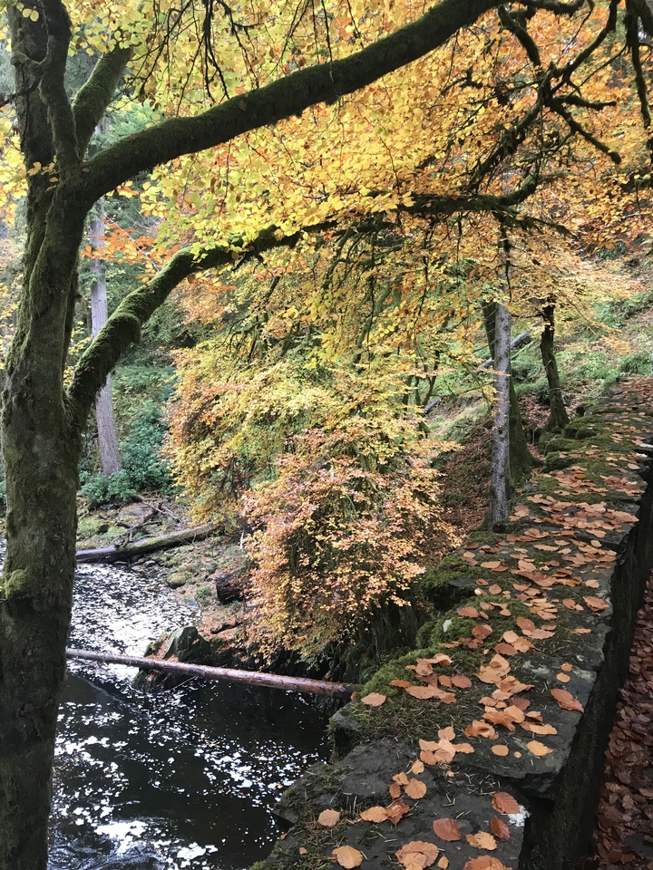 A pathway covered in autumn leaves alongside a stone wall.