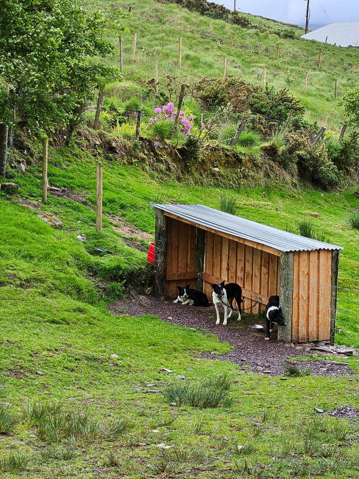 Dogs resting under a shelter on a hillside.