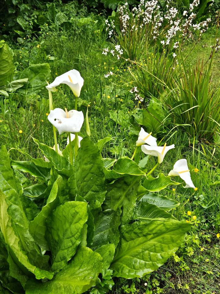 Close-up of white flowers in a garden.