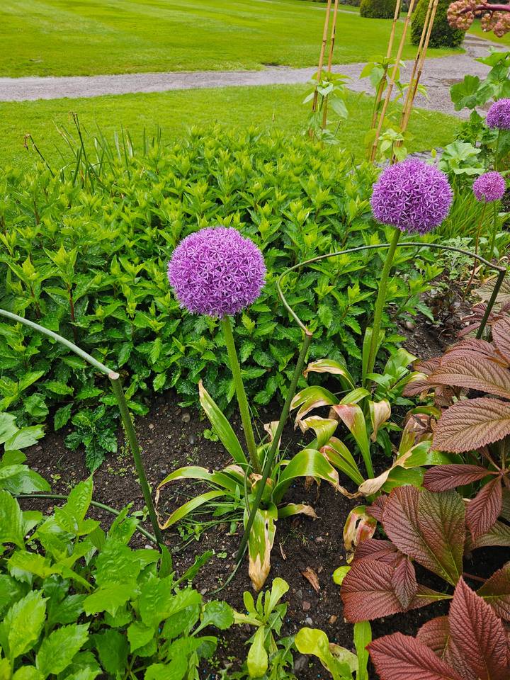 Purple flowers in a garden setting.