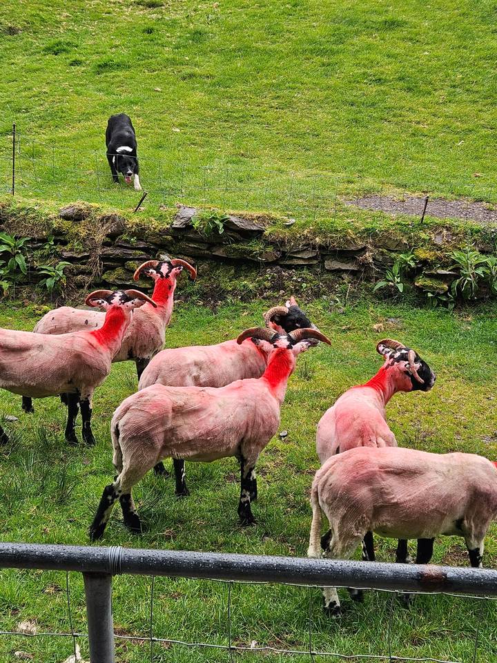 Sheep gathered near a fence, one with black fur.