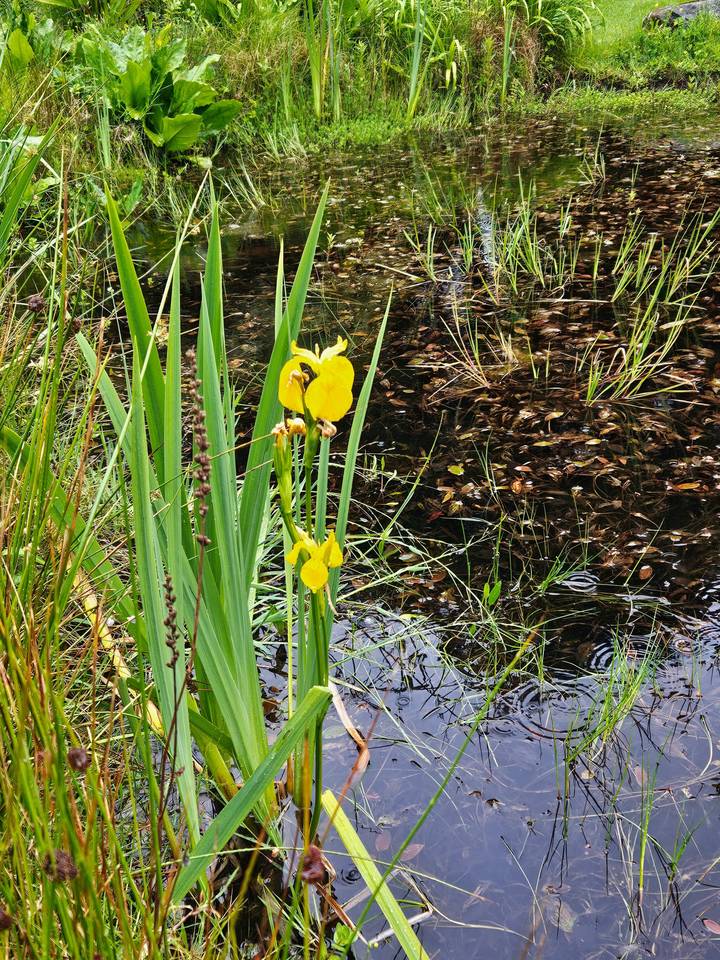Yellow flower and pond with reeds.