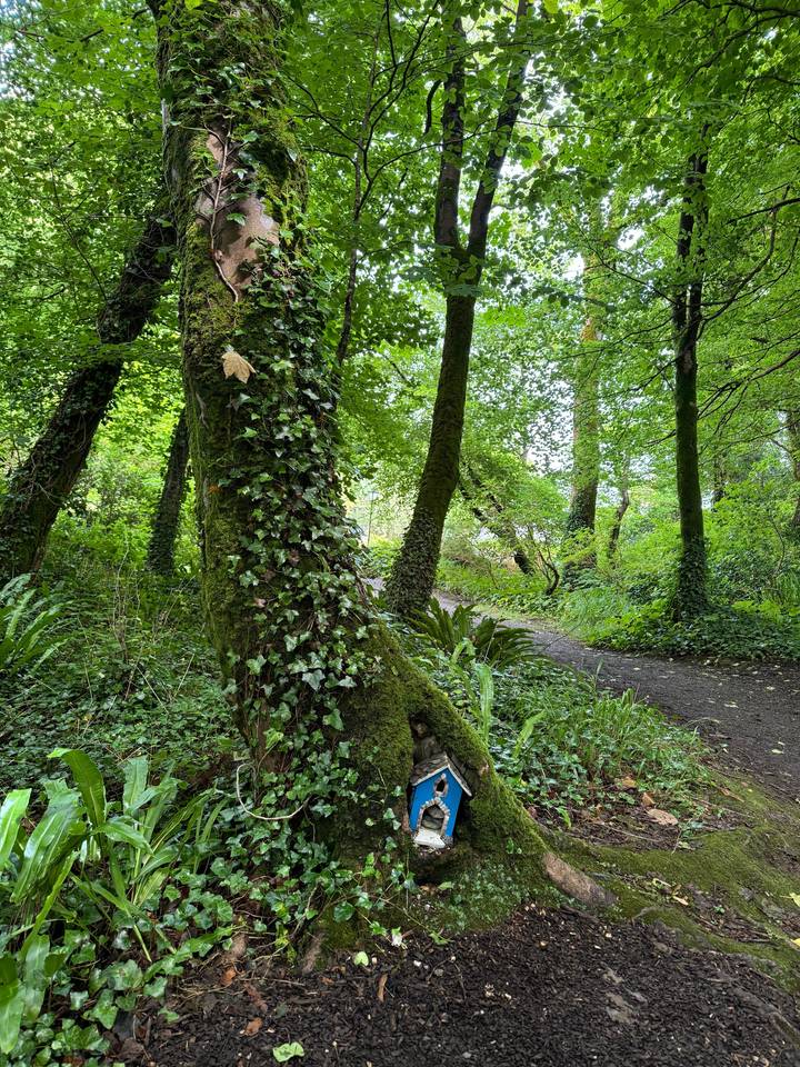 Tree with a small birdhouse or decoration among dense foliage.