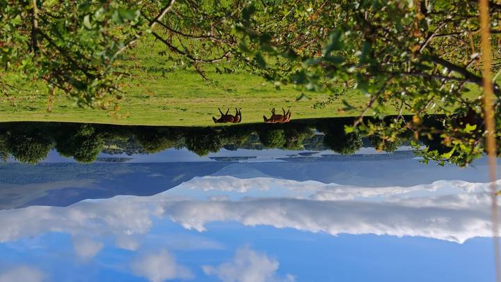 Two horses grazing in a field with a lake in the background.