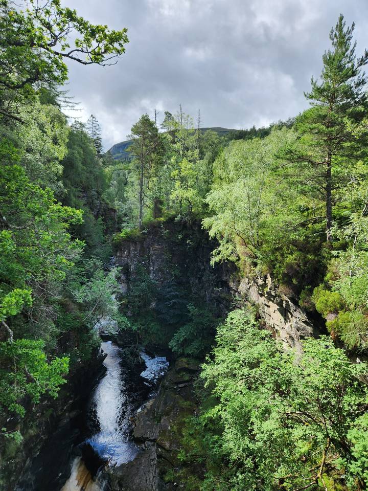Dense forest with a waterfall surrounded by greenery.