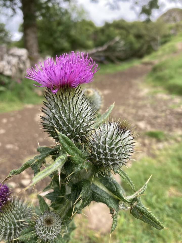 Close-up view of thistle flower on a path.