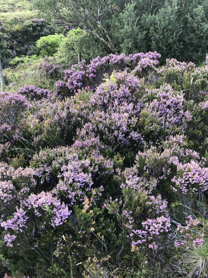Dense patch of purple flowers in a natural habitat.