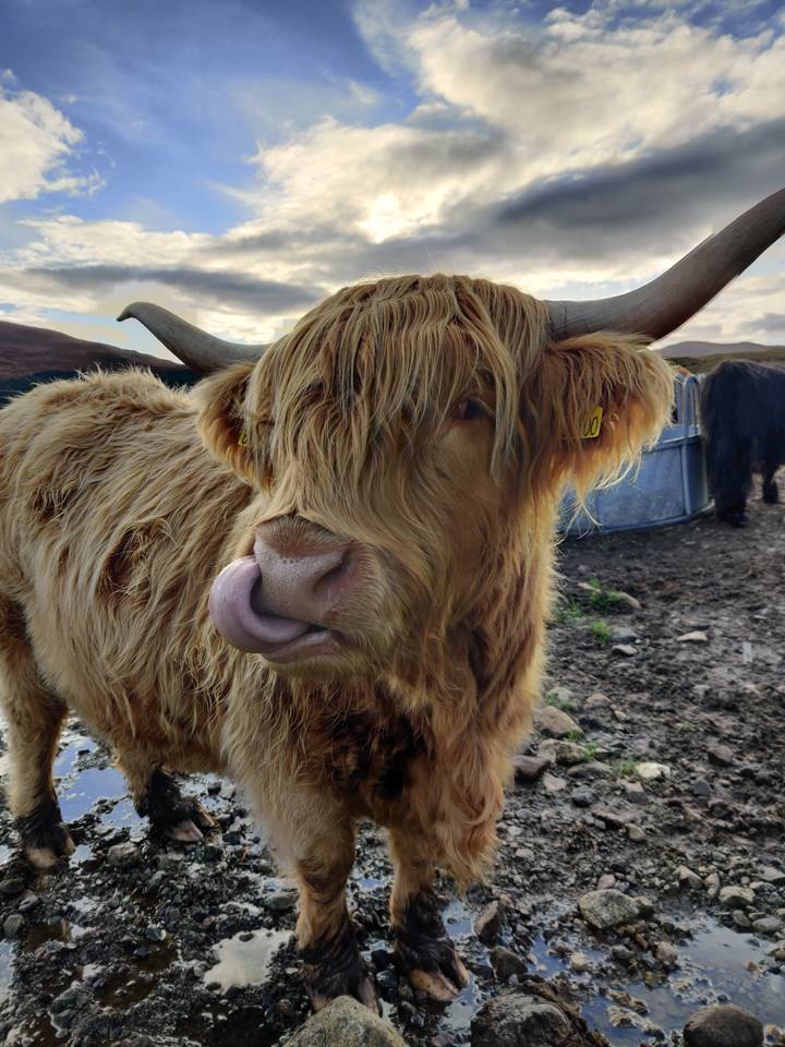 Highland cow with mountainous landscape.