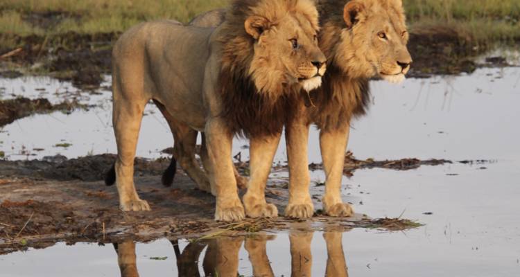 Botswana Wildlife Safari - Explore! 2