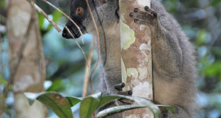 Madagascar : Le continent perdu - Explore! 1