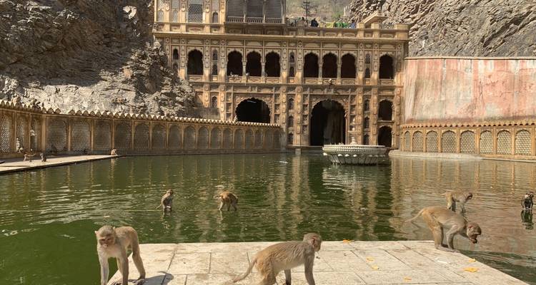 Aventuras en Ranthambore: Safari por la naturaleza con el Triángulo de Oro - 7 días - Fragrance of Taj 8