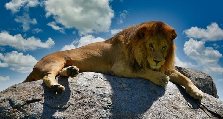 Safari de luxe dans le nord de la Tanzanie - Zara Tours (Zara Tanzania Adventures) 6