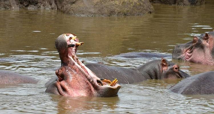 Safari de luxe dans le nord de la Tanzanie - Zara Tours (Zara Tanzania Adventures) 10